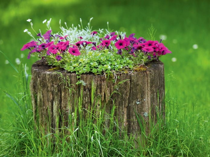 Canteiro de flores em um toco