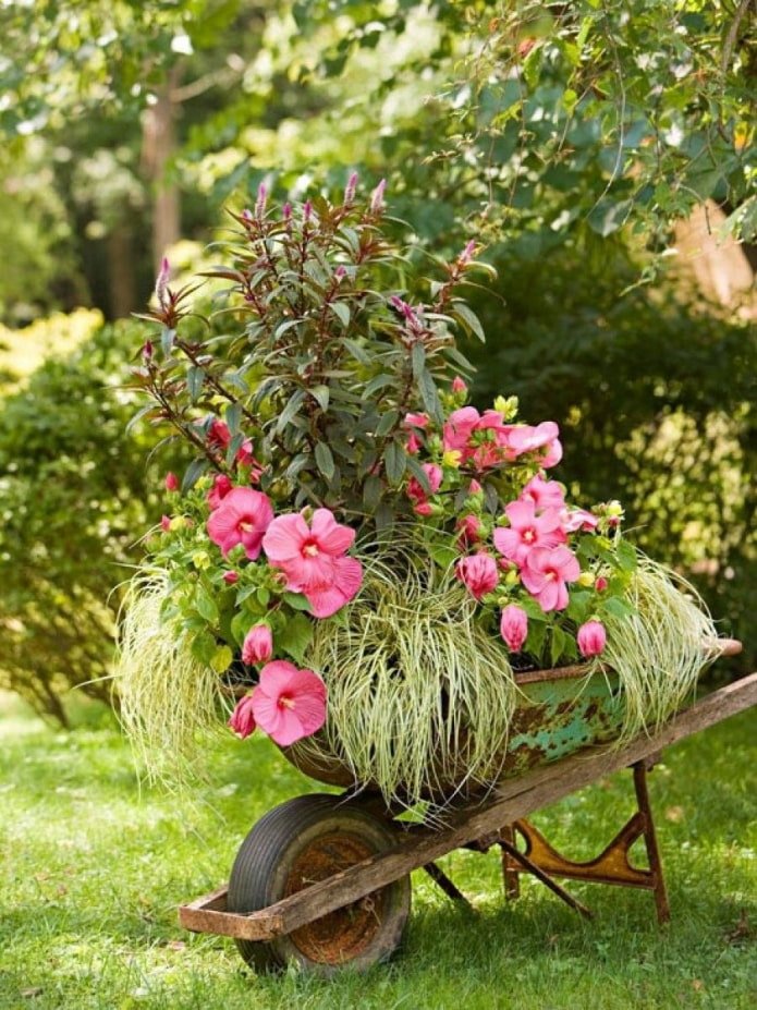 Flores em um carrinho de mão