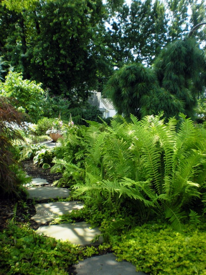 Uma Samambaia no Jardim