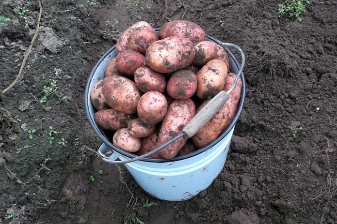 batatas recém-colhidas em um balde esmaltado antigo