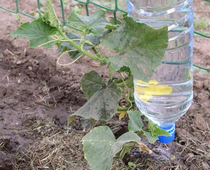 sistema de irrigação por gotejamento
