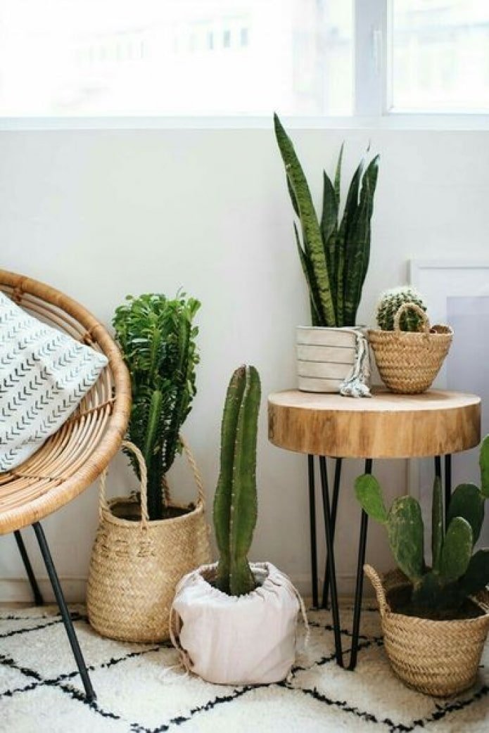 Plantas em cestos