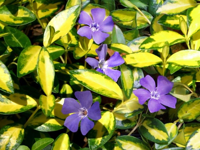 Pervinca Azul e Dourada