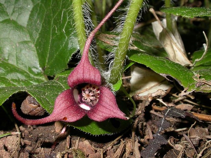 Flor de Asarum europaeus
