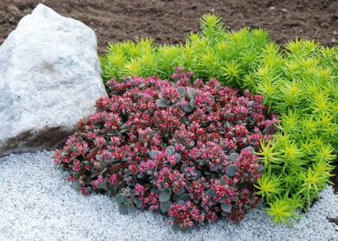 Sedum dos Cárpatos