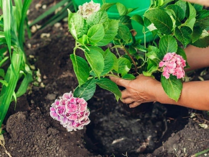 plantando em um buraco