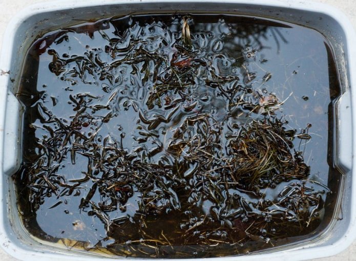 Fertilizante líquido de agulhas de pinheiro
