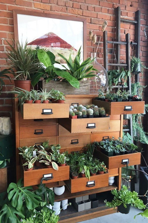 Plantas na cômoda