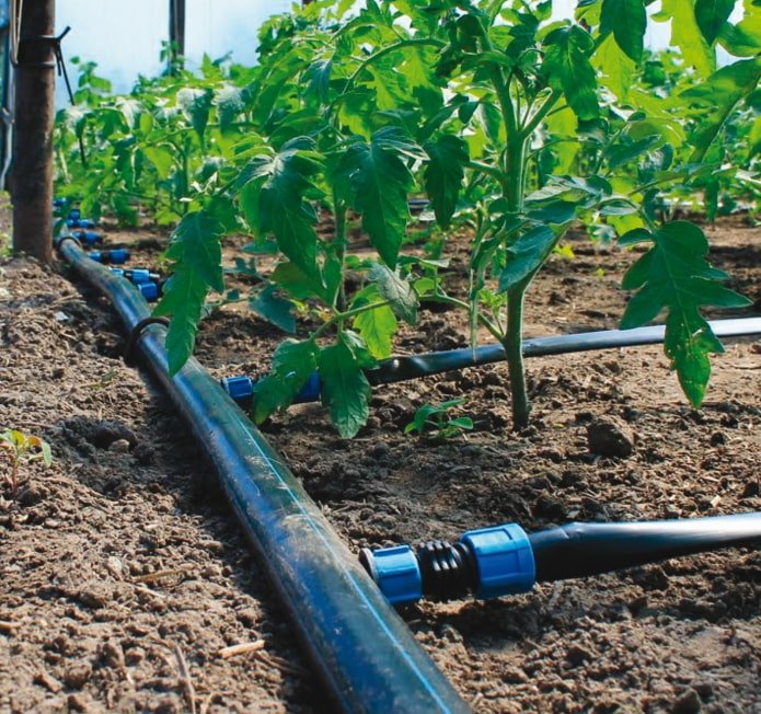 sistema de irrigação por gotejamento