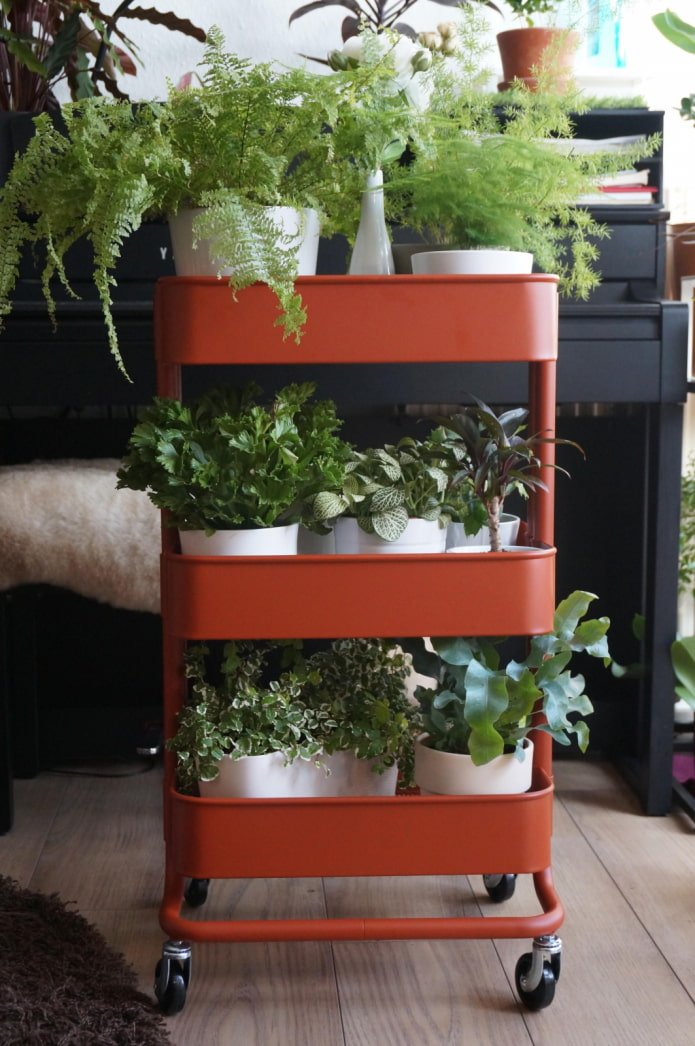 Plantas em um carrinho