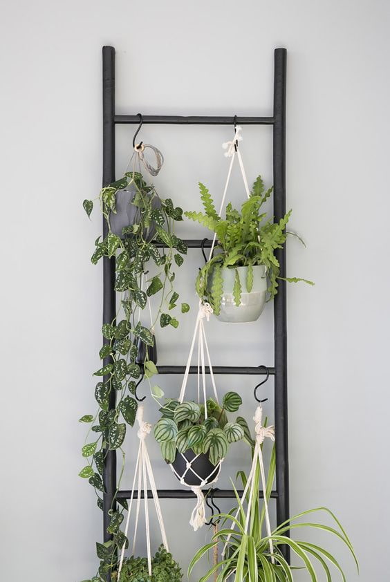 Plantas em uma escada