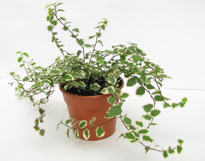 ficus rastejante