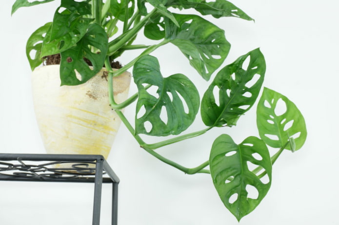 monstera com folhas pequenas