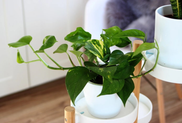scindapsus brilhante