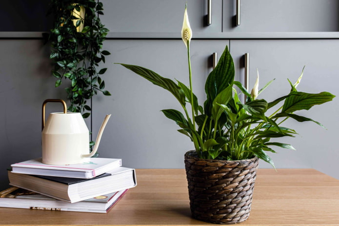 spathiphyllum florescendo