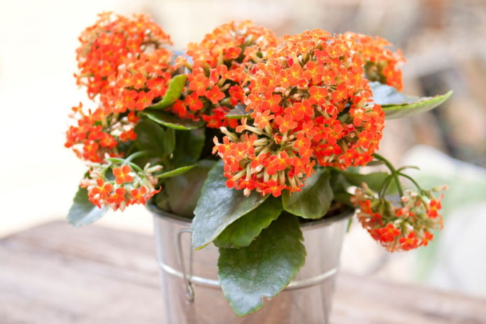 kalanchoe florido