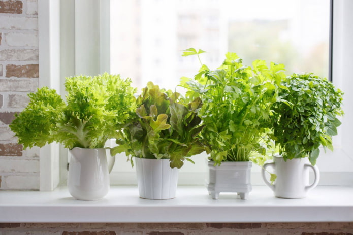 como cultivar alface