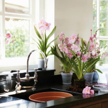 Quais plantas podem ser usadas na cozinha?-0