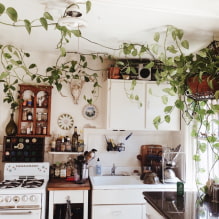 Quais plantas podem ser usadas na cozinha?-3