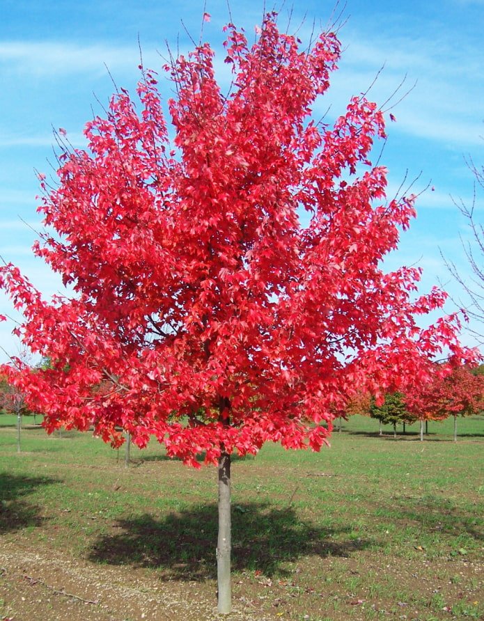 Bordo vermelho