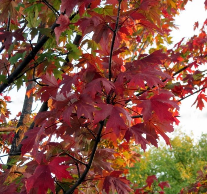 Folhas de bordo