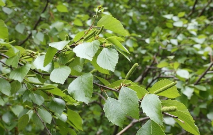 Bétula felpuda