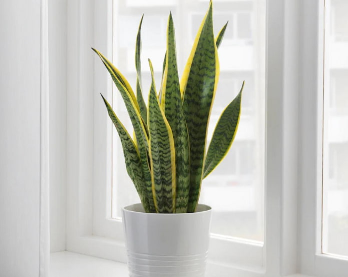 o que é perigoso na sansevieria