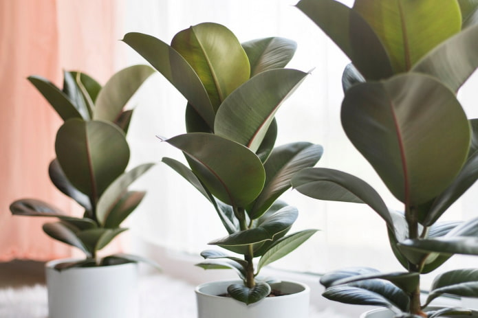 a ficus tem veneno?