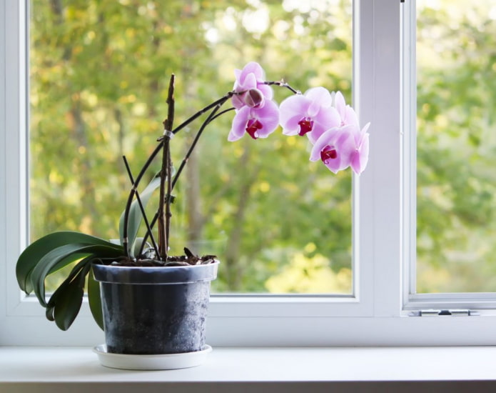 o que há de perigoso nas orquídeas