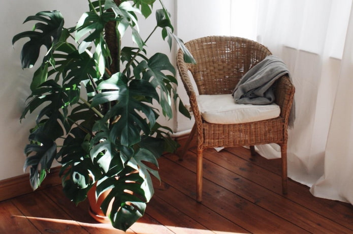 monstera no quarto