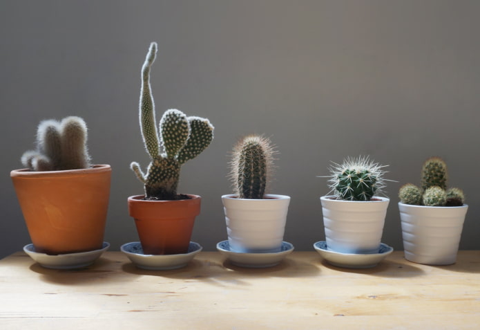 você pode manter cactos em casa?