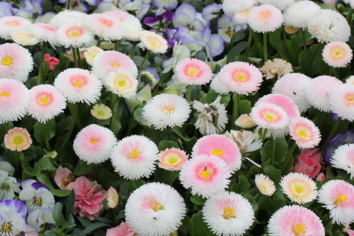 Margaridas