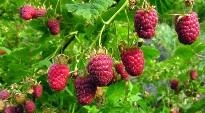 arbusto de framboesa
