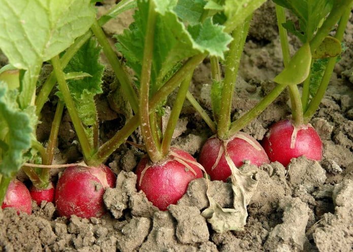 rabanete