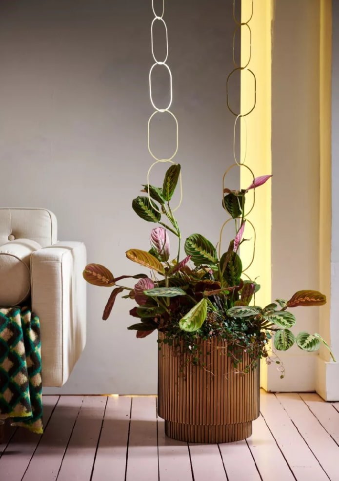Maranta no interior