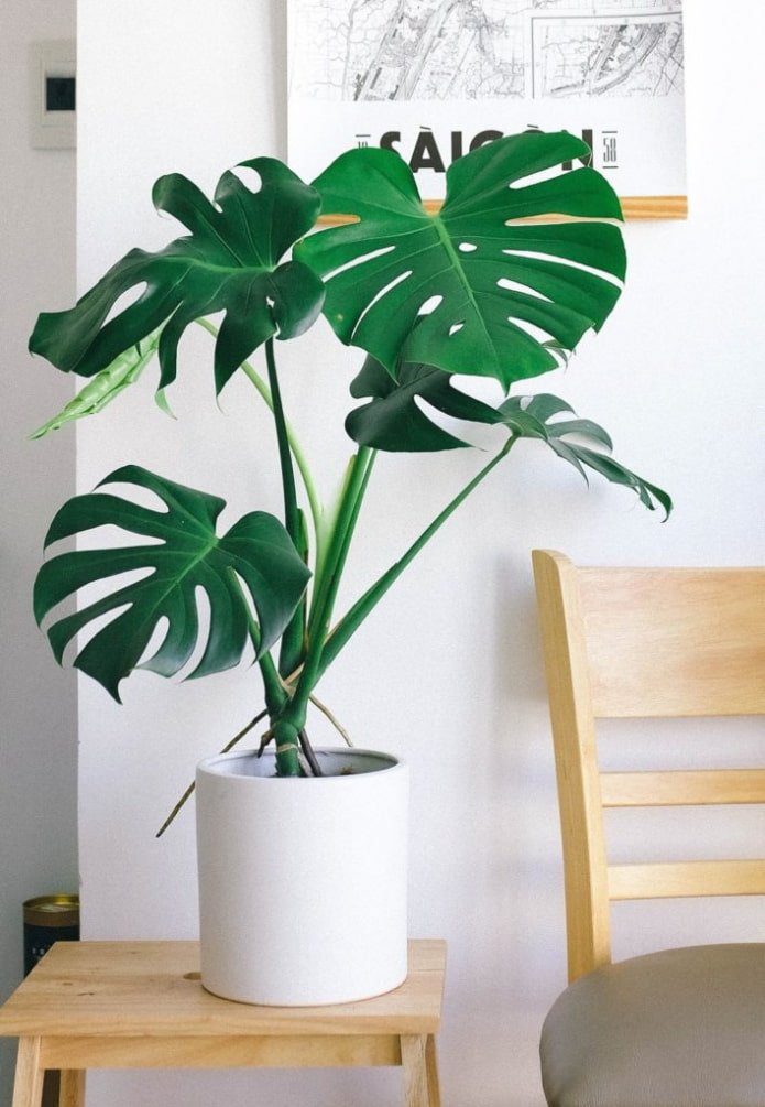 Monstera na sala de estar