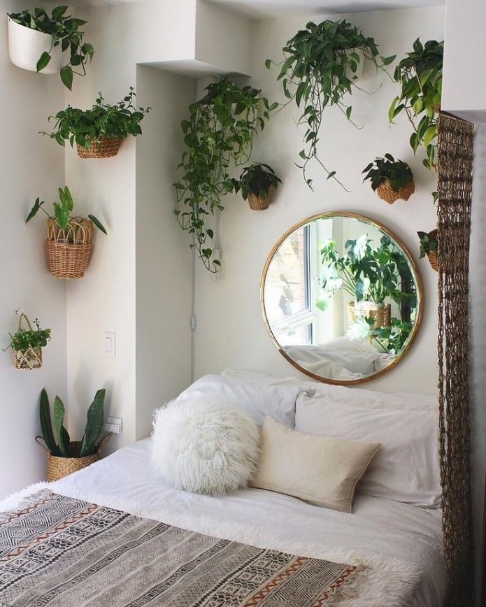 Plantas trepadeiras no interior