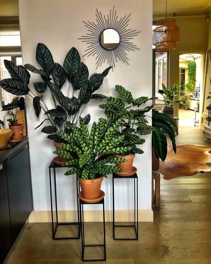 Um ponto focal no interior feito de plantas