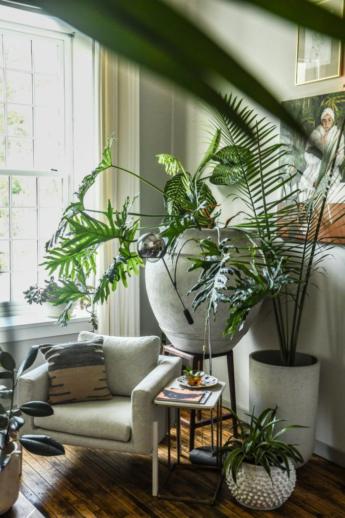 Composição de três plantas