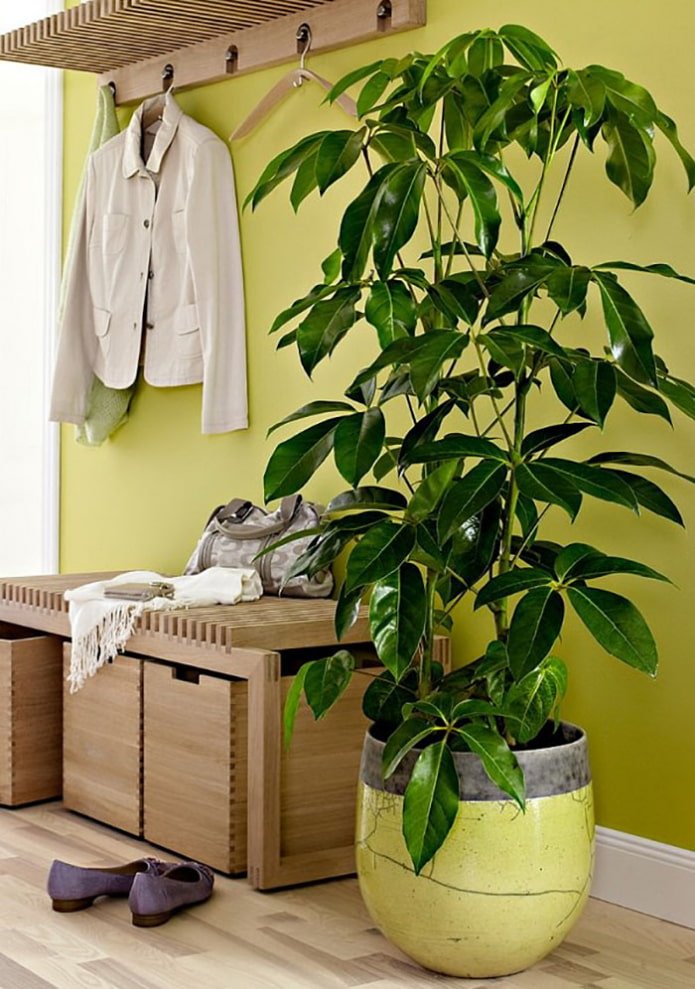 Planta no corredor
