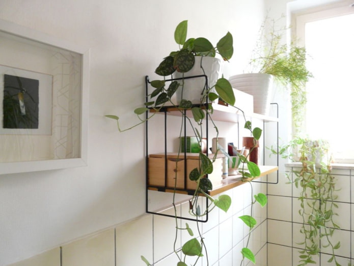plantas em uma prateleira no banheiro