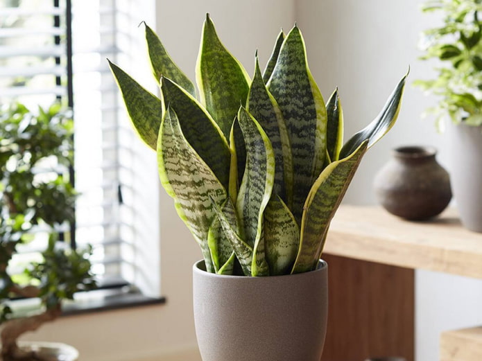 sansevieria para o banheiro