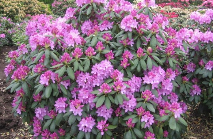 Rododendro