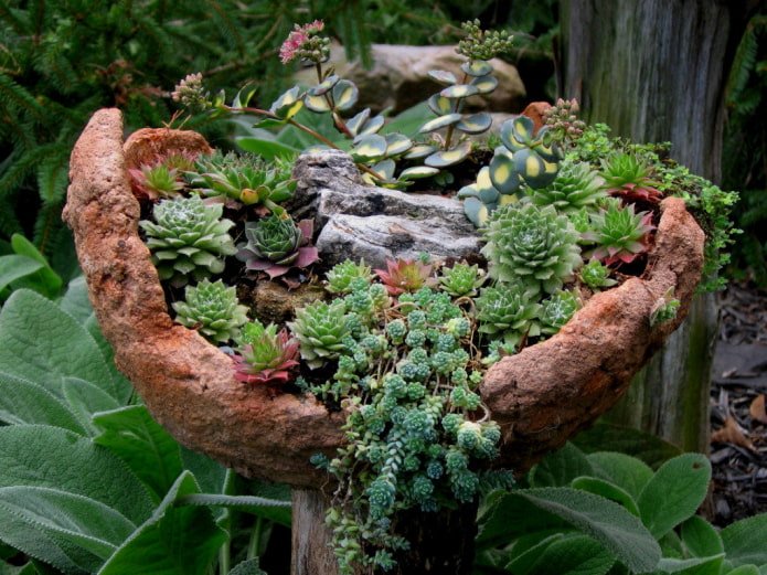 Mini jardim de pedras com suculentas
