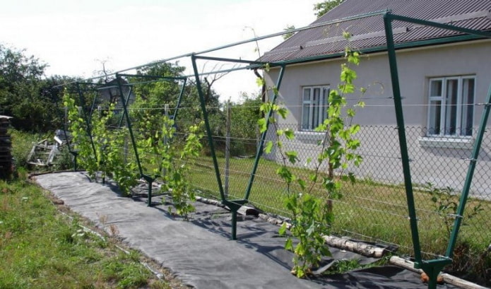 treliça para uvas