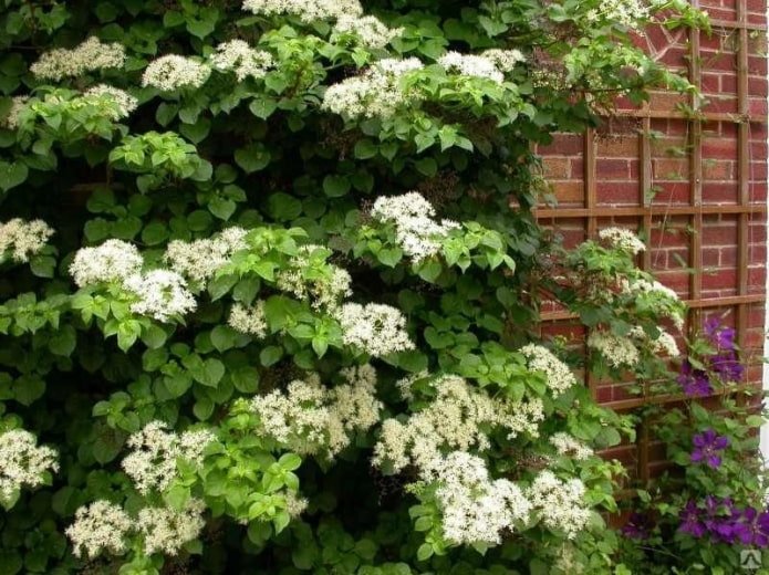 Hortênsia Peciolada