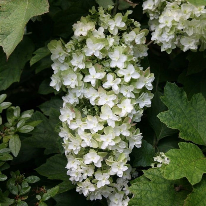 hortênsia branca
