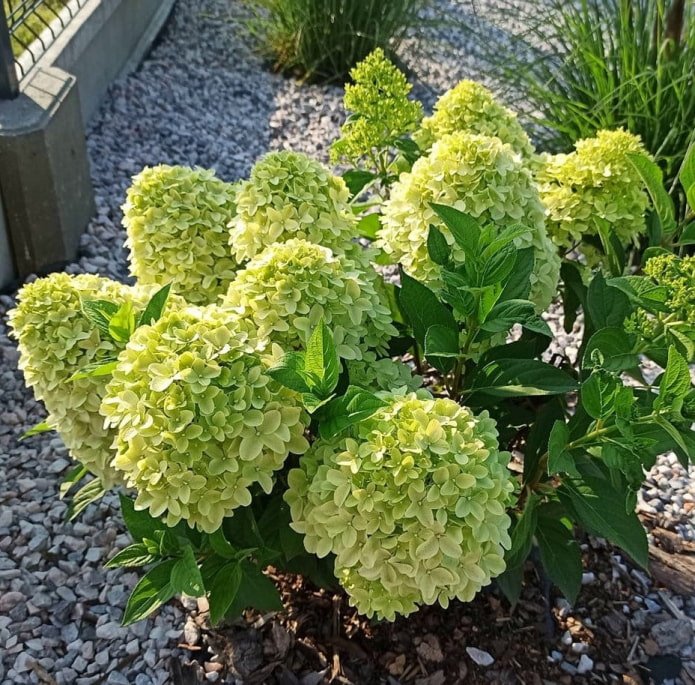 hortênsia pequena
