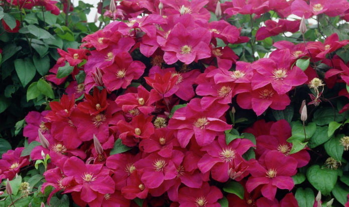 flores de clematis