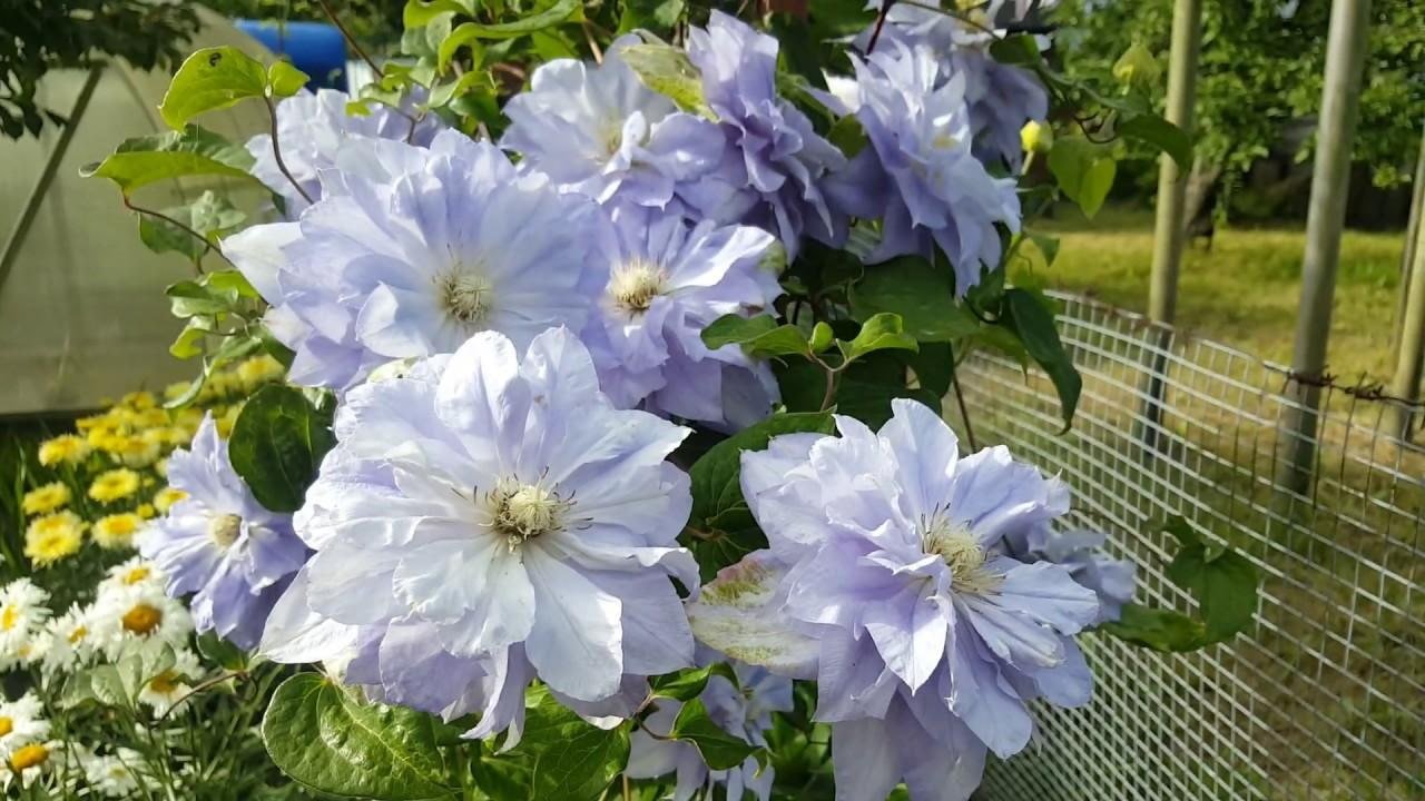 flores de clematis brancas e lilases